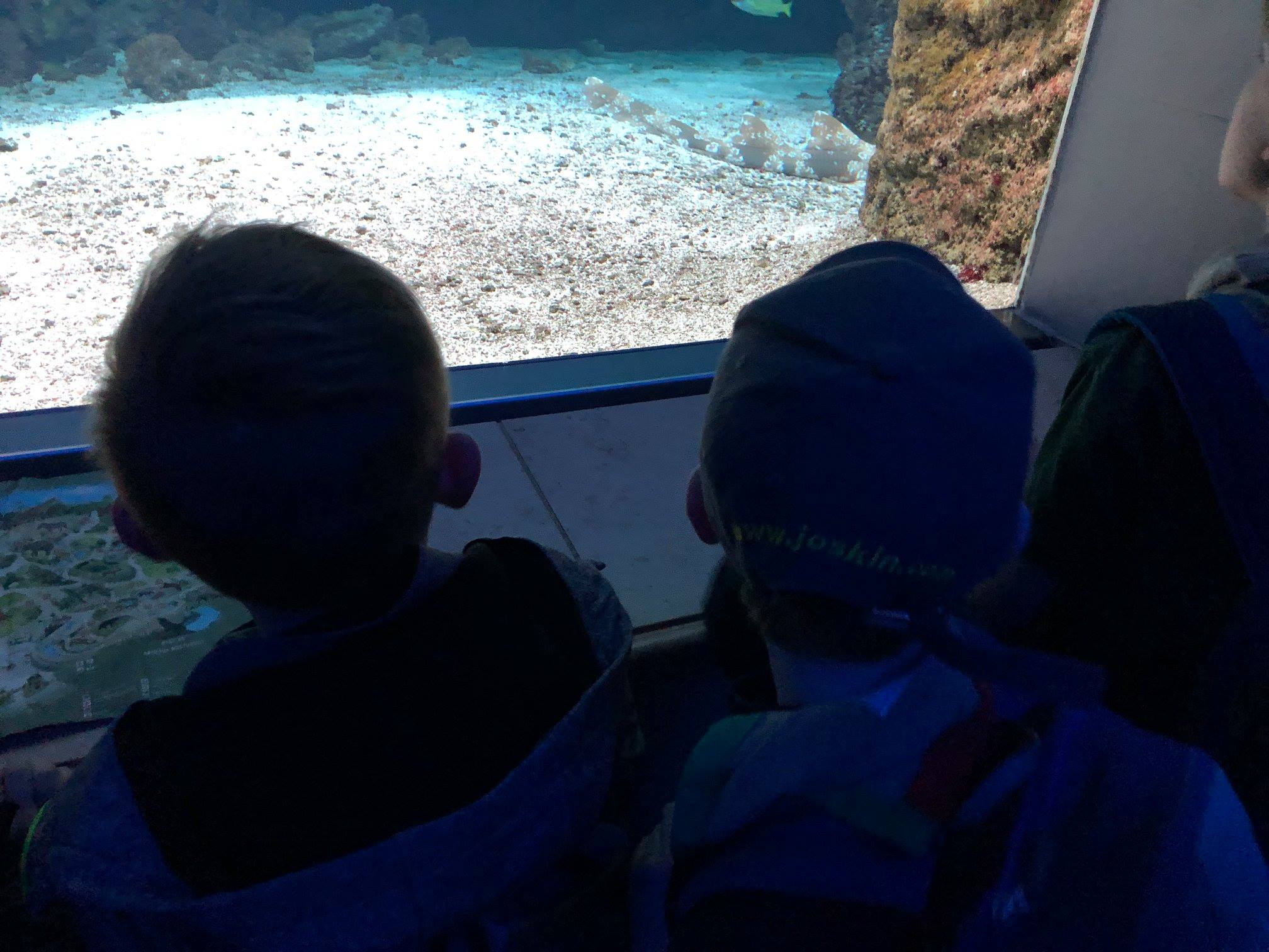 Sint-Martinus den XIIde - Zoo Antwerpen Kapoenen